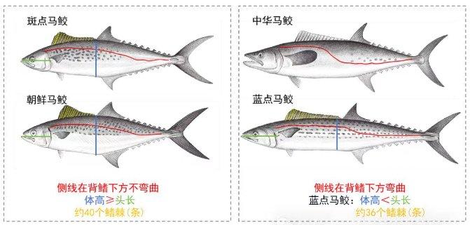 如何正确选购海南马鲛鱼？看看海南省市场监管局发布的这份消费提示