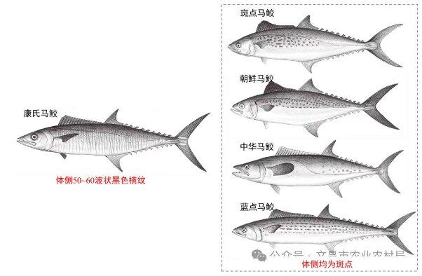 如何正确选购海南马鲛鱼？看看海南省市场监管局发布的这份消费提示