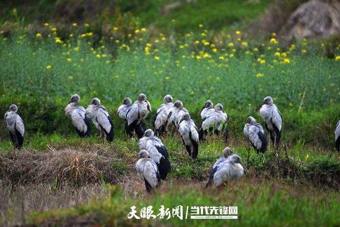 山里山外贵州人｜熊志斌：做一棵茂兰深山“抱石树”