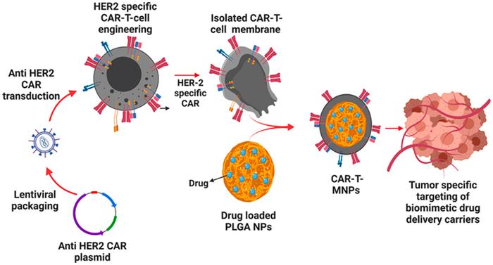 Bioact Mater｜利用涂覆CAR-T细胞膜的纳米颗粒将化疗药物靶向递送到癌细胞
