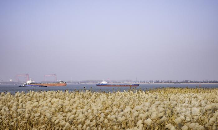 近万公顷绘出"植"此青绿美丽画卷 江阴又增一个长江湿地保护小区