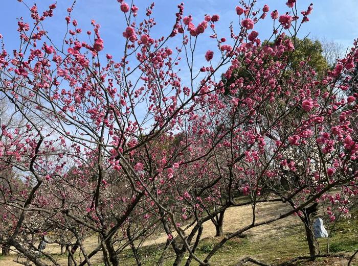 全国第一！江苏入选智慧旅游试点培育项目