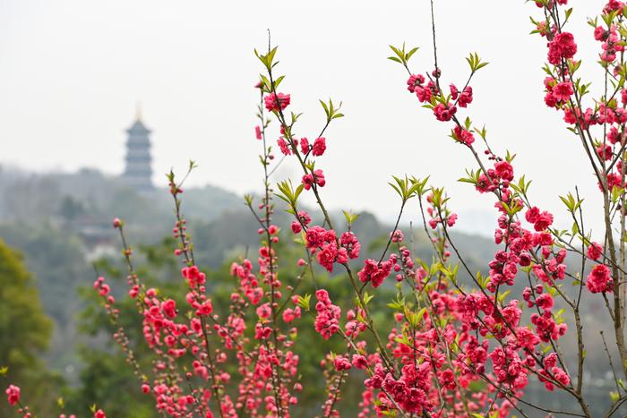 数千株春花盛开 快来园博园邂逅春天