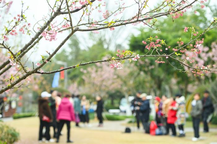 数千株春花盛开 快来园博园邂逅春天