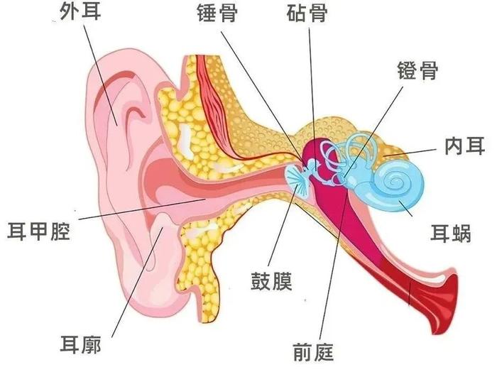 “爱耳护耳　聆听未来”—锦园幼儿园、瑞朗幼儿园爱耳日活动宣传