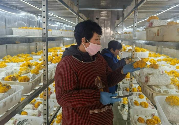 2月3日,在新河县荆家庄乡西李家庄村,经过培训的采摘工在采收金耳。 河北日报记者 张伟亚摄