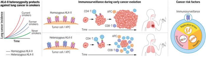 Science｜新研究针对免疫系统在肺癌风险中的作用提出新见解