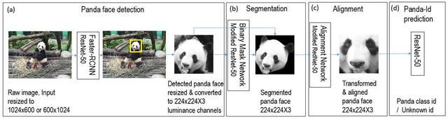 如何分辨大熊猫 高科技“大脸ber”识别来帮忙｜世界野生动植物日