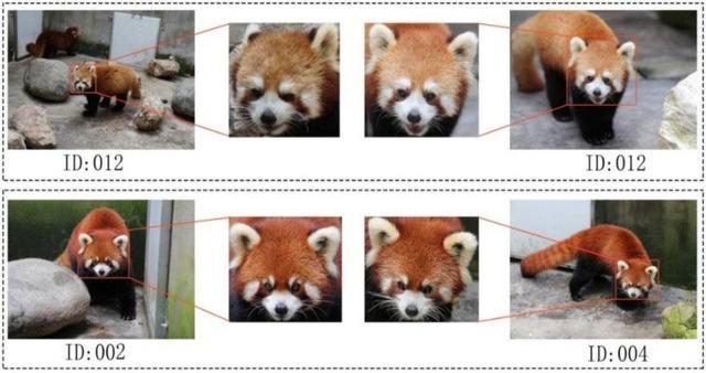 如何分辨大熊猫 高科技“大脸ber”识别来帮忙｜世界野生动植物日
