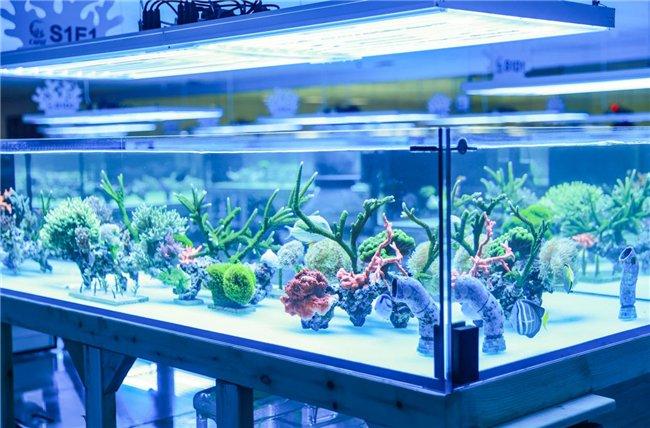 江苏珂莱欧海洋生物：科技守护珊瑚，创新引领未来