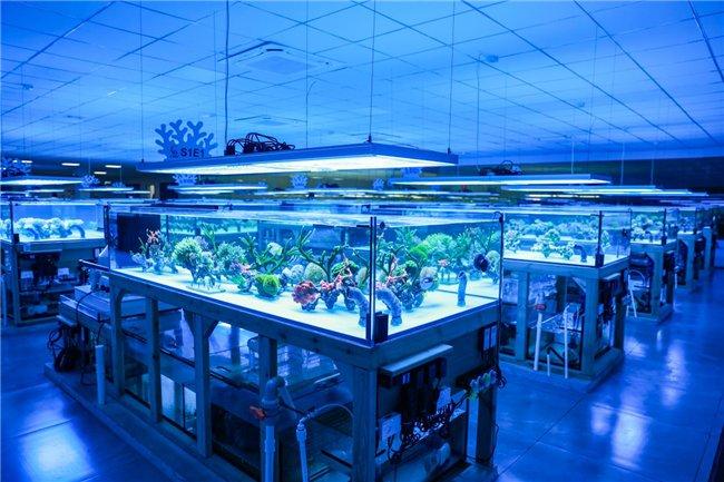 江苏珂莱欧海洋生物：科技守护珊瑚，创新引领未来