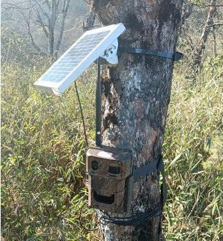 如何分辨大熊猫 高科技“大脸ber”识别来帮忙｜世界野生动植物日