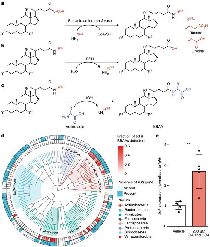 重大突破！两篇Nature论文揭示肠道微生物的胆盐水解酶也能制造偶联胆汁酸分子