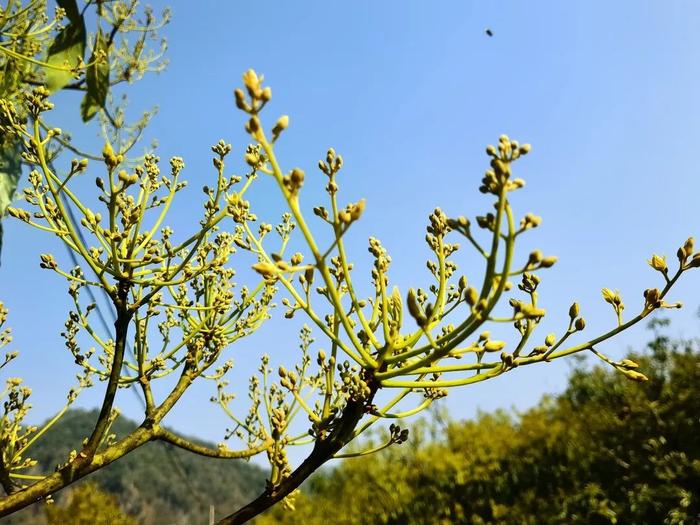 普洱孟连：牛油果花开“丰”景好