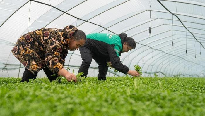 “头茬”羊肚菌、鲜笋……尝鲜“春滋味”，花式时令春菜扎堆上市