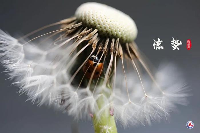 今日惊蛰，惊醒春天最美的景色！