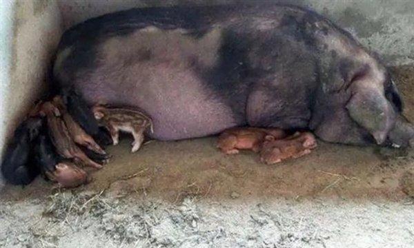图:这只雌性家猪生了几只明显的小野猪