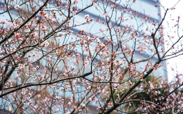 除了“春日限定”皮肤，它的线路还有那么多好玩的地方！