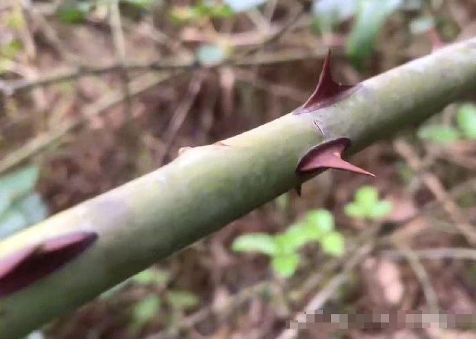 “千万不要半场开香槟”什么意思？哈哈哈哈哈话果然不能说得太满啊……