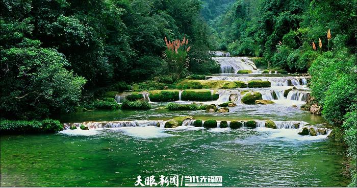 贵州生态魔方⑥｜“六”合共生 从“林”距离