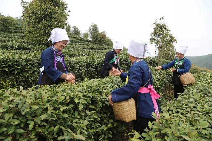 惠水：茶颜悦春色 头茶采摘忙