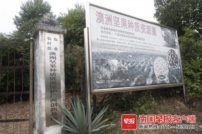 广西澳洲坚果种植面积超澳洲，还是国内行业“鼻祖”| 我的家乡有宝藏①