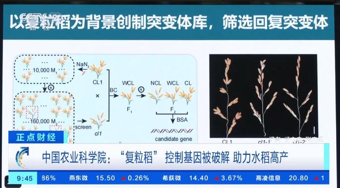 我国破解“复粒稻” 控制基因 ！专家：可增加水稻产量15%