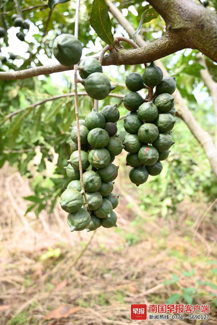 广西澳洲坚果种植面积超澳洲，还是国内行业“鼻祖”| 我的家乡有宝藏①