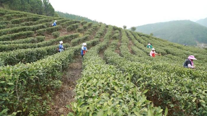 惠水：茶颜悦春色 头茶采摘忙