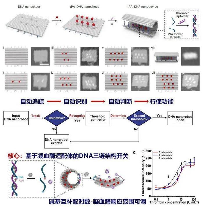 南邮教授获重大突破：智能DNA纳米机器实现精准血栓治疗