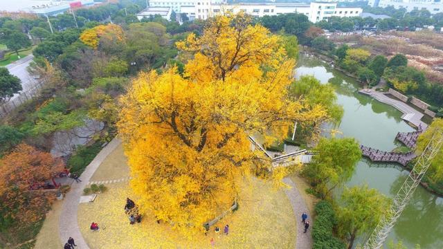 在风雨中屹立不倒！植树节来临之际，一起来了解下那些坚韧不屈的植物吧→