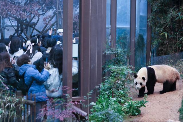 韩国要推出“去中国看‘福宝’”旅游套餐