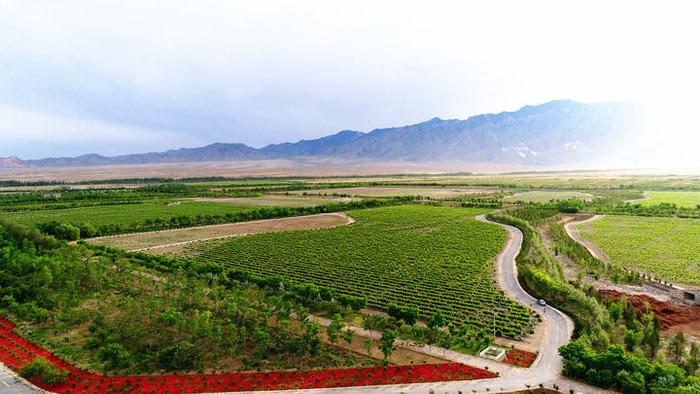 北纬38度的浪漫——“宁夏葡萄酒现象”启示录