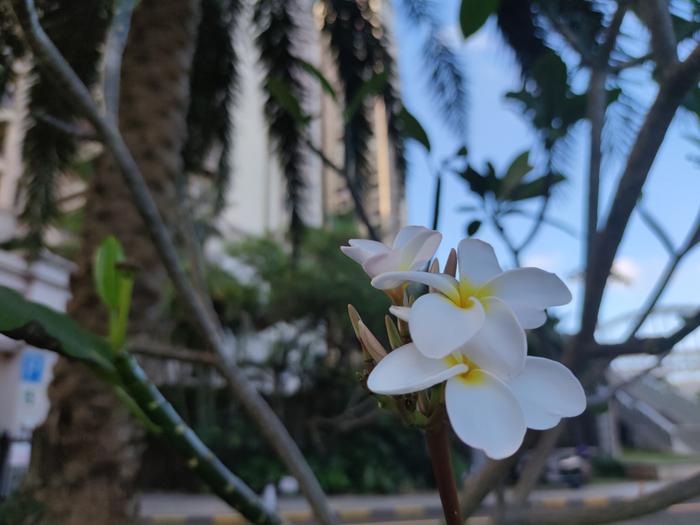 兼顾植树活动和绿化打造 海口灵活运用开花树种丰富城市道路景观