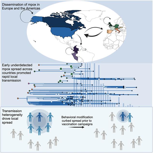 Cell | 新研究探究2022年猴痘疫情在爆发后开始减缓的原因