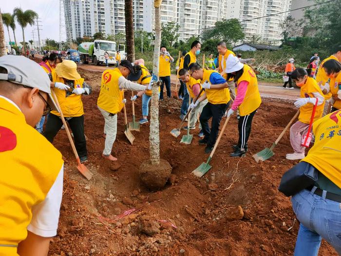 兼顾植树活动和绿化打造 海口灵活运用开花树种丰富城市道路景观