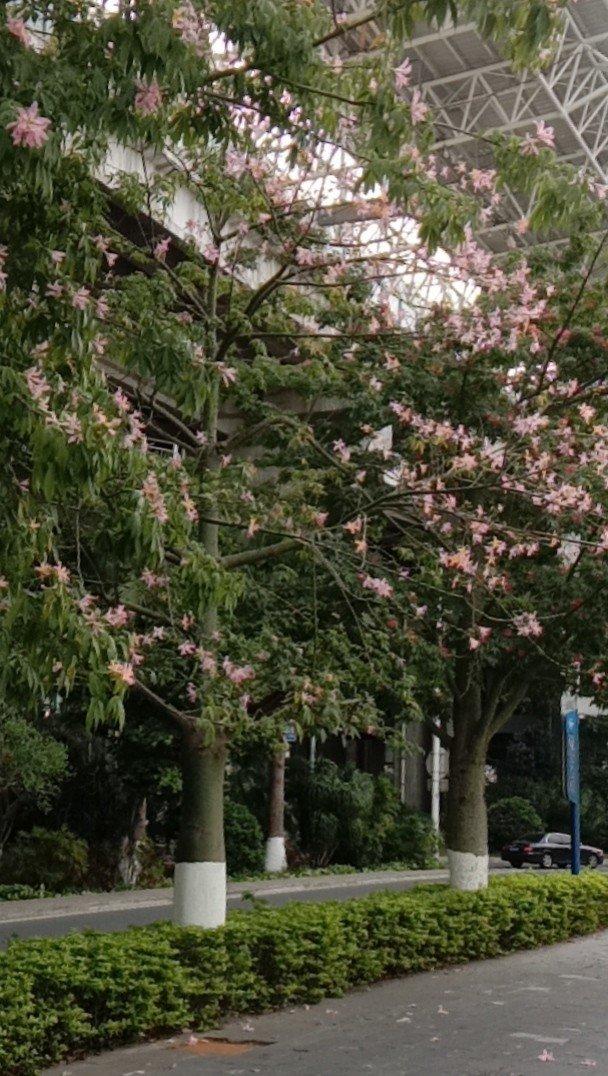 兼顾植树活动和绿化打造 海口灵活运用开花树种丰富城市道路景观