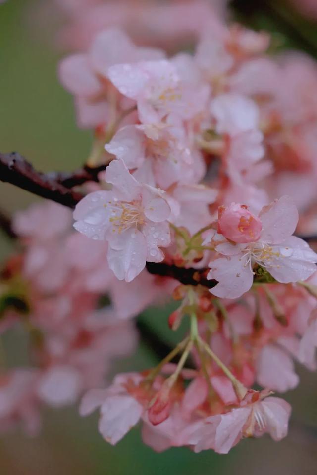 送门票！2024上海樱花节浪漫启航，小宝邀您共赏樱花～