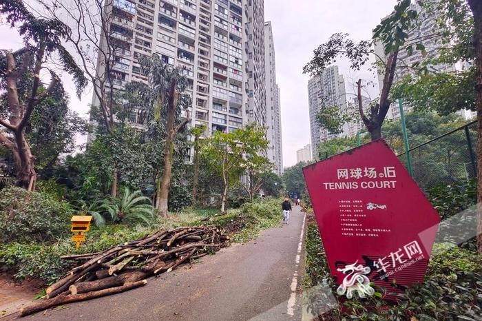 植树节变“砍树节” 重庆一小区树木被“剃光头” 城管执法：违规