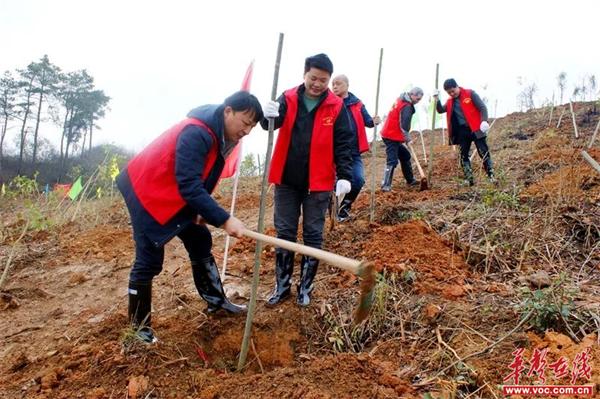 邵东市教育局党员志愿服务大队开展植树活动