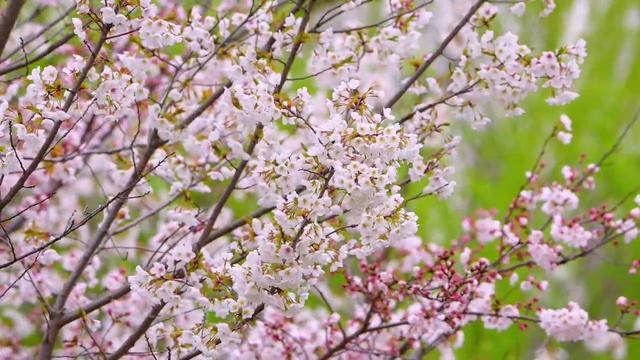 送门票！2024上海樱花节浪漫启航，小宝邀您共赏樱花～