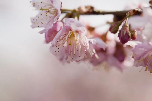 送门票！2024上海樱花节浪漫启航，小宝邀您共赏樱花～