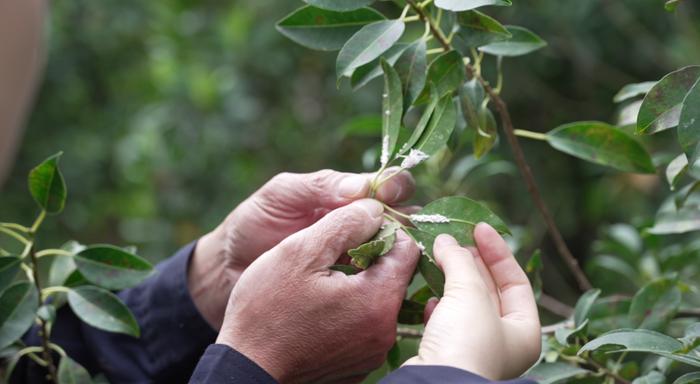 植树节｜深圳55岁护林员宋昌华：“红树林保护区是我的第二个家”