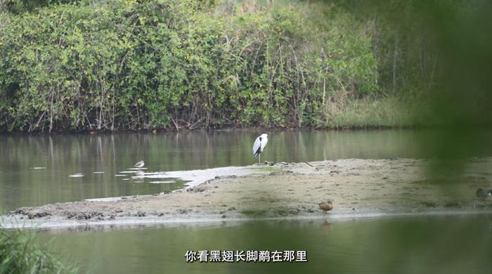 植树节｜深圳55岁护林员宋昌华：“红树林保护区是我的第二个家”