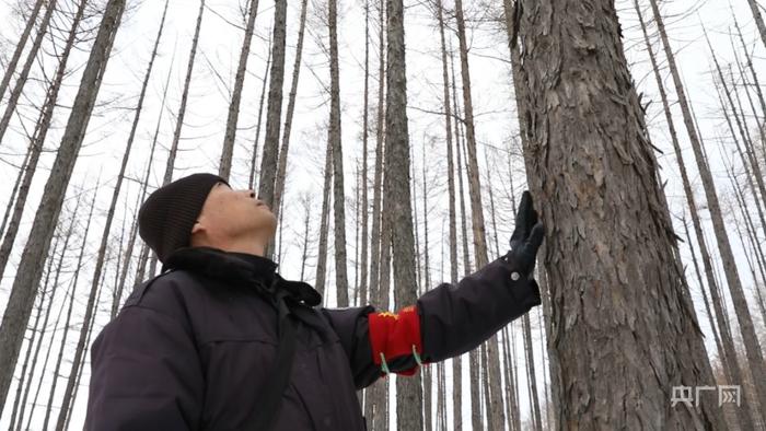 【“植”此青绿】40年守护一片林，王宏峰：我想做一辈子的护林员