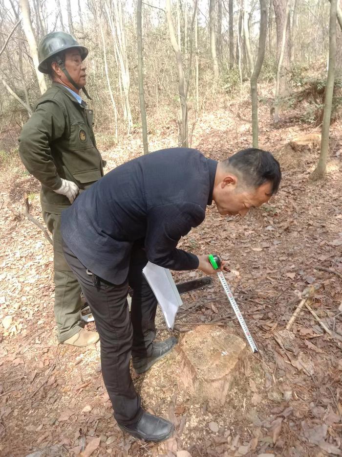 怀宁县雷埠乡扎实推进松线虫除治工作