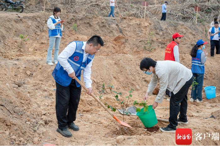 植树正当时！三亚崖州区种下近千株油茶树苗