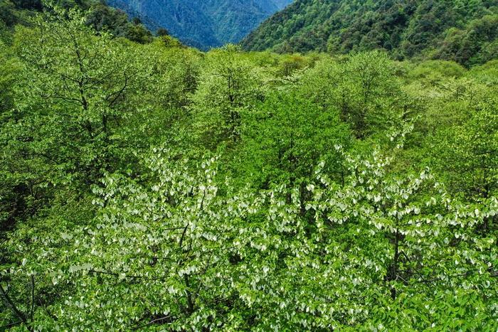 盘一盘雅安古树名木，桢楠王比它“年轻”1000岁只能排第三