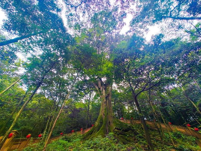 盘一盘雅安古树名木，桢楠王比它“年轻”1000岁只能排第三