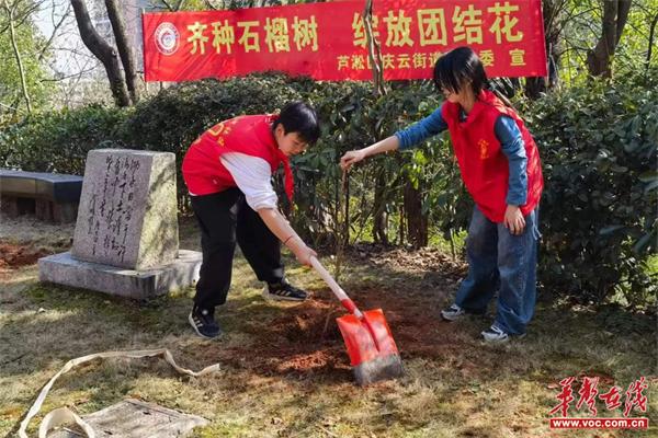 株董路小学联合王塔冲社区开展“齐种石榴树 绽放团结花”植树节活动